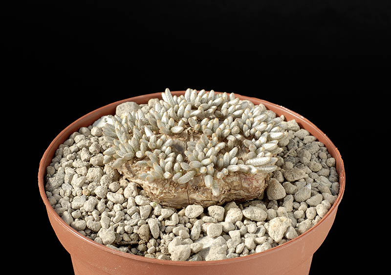 Anacampseros alstonii (fiore bianco) Cm 4,5€ 42,00.jpg